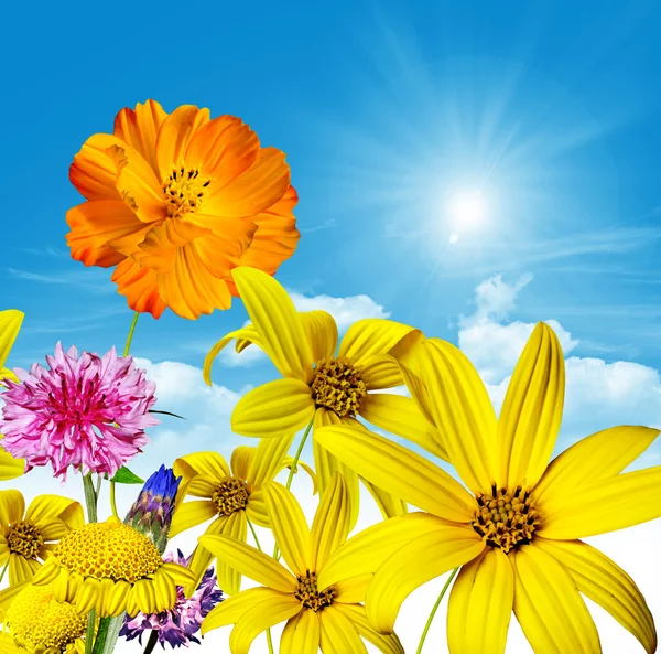 Flores y cielo azul — Foto de Stock