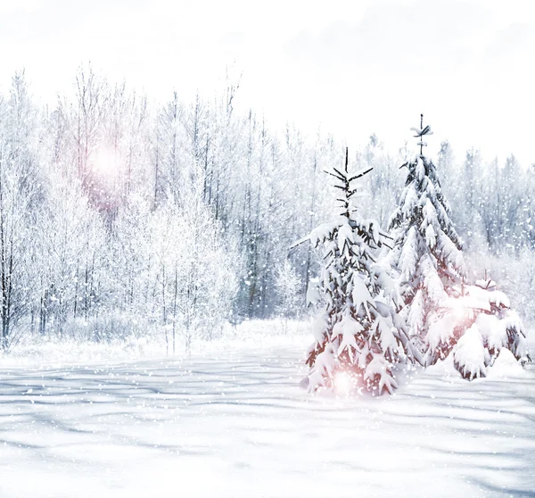Floresta de Inverno. Paisagem inverno . — Fotografia de Stock