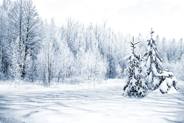 Bosque de invierno. Paisaje invierno . — Foto de Stock