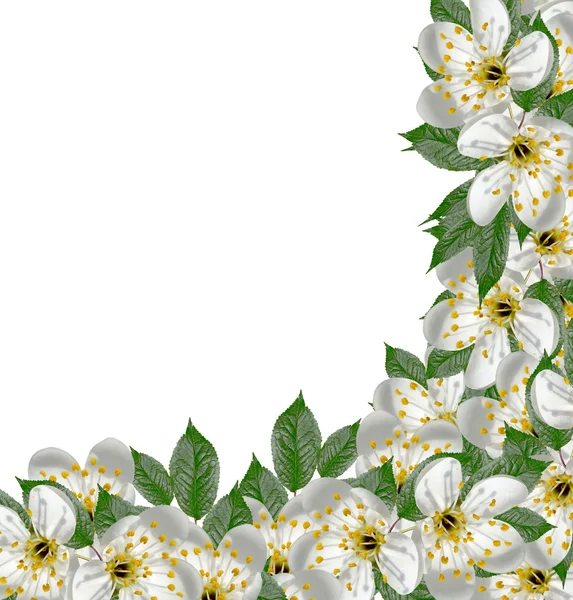 kiraz çiçekleri beyaz arka plan üzerinde izole Şubesi.