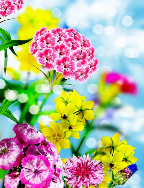 Flores sobre un fondo de cielo azul — Foto de Stock