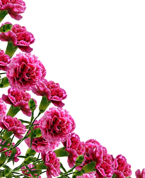 Kytice květů karafiátu — Stock fotografie