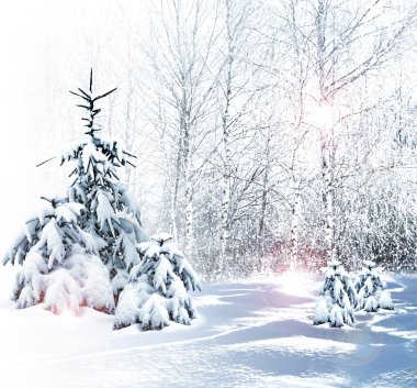 kış orman. Kış manzarası.