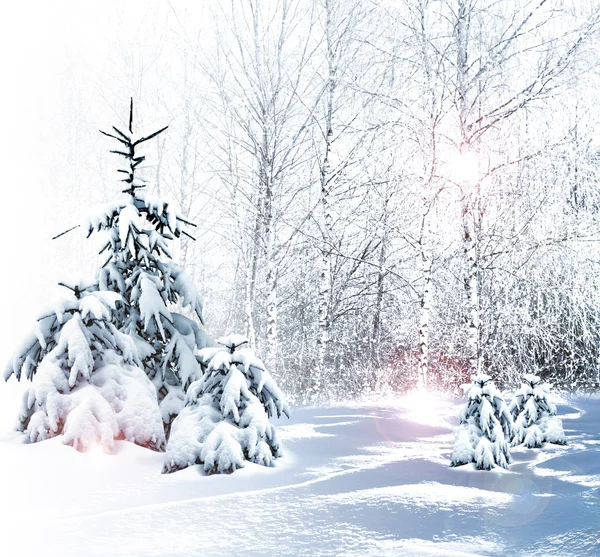 Winter Forest. Winter landscape. — Stock Photo, Image