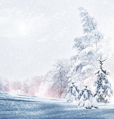 kış orman. Kış manzarası.