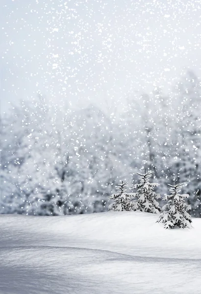Bosque de invierno. Paisaje invierno . — Foto de Stock
