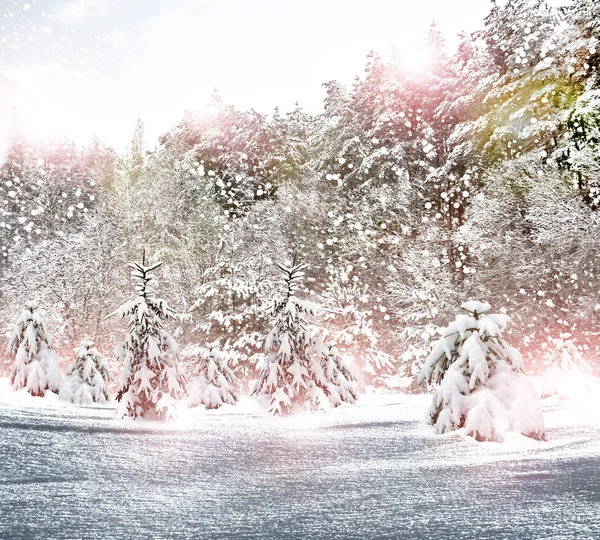 Зимний лес. Зимний пейзаж . — стоковое фото