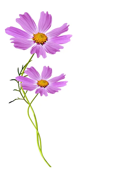 Cosmos flowers isolated on white background — Stock Photo, Image