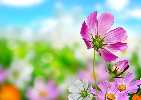 Cosmos flowers and cornflowers on a background of blue sky with — Stock Photo, Image