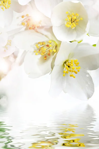 Flowers jasmine — Stock Photo, Image