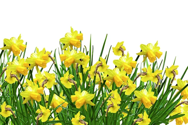 Gula blommor påskliljor — Stockfoto