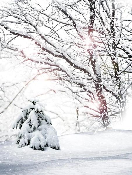 Winterwald. Winterlandschaft. — Stockfoto