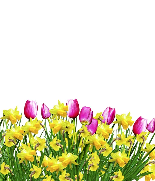 Květy růžové a žluté tulipány a narcisy — Stock fotografie