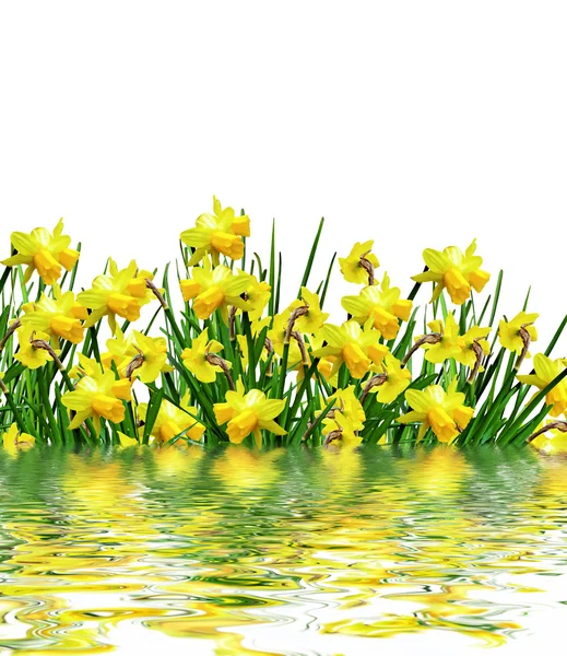 Το daffodils κίτρινα λουλούδια — Φωτογραφία Αρχείου