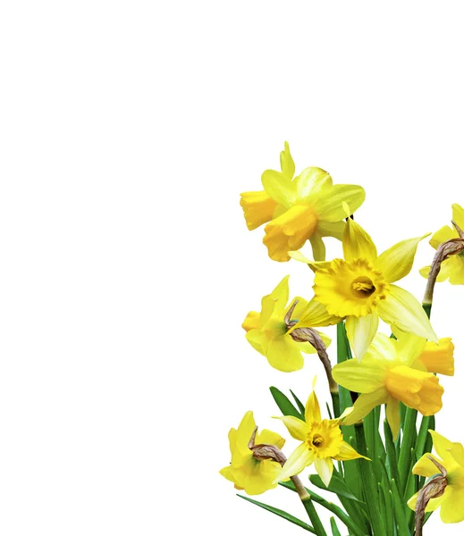 Nárcisz sárga virágok — Stock Fotó