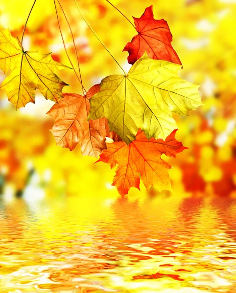 Fogliame autunnale. — Foto Stock