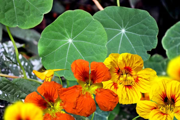 Nasturtium çiçekler