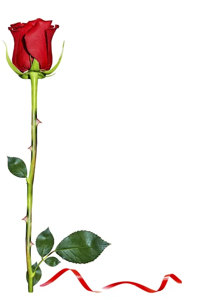 흰 배경의 붉은 장미 — 스톡 사진