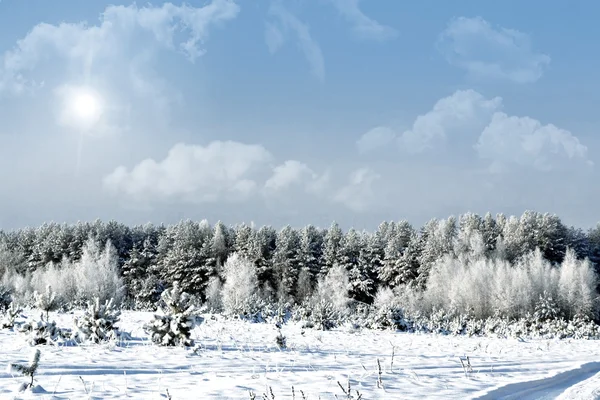 Zimowy Las. zimowy krajobraz. — Zdjęcie stockowe