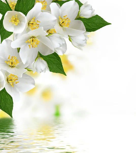 Flowers jasmine — Stock Photo, Image