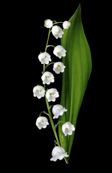 De tak van lelies van de vallei bloemen geïsoleerd op zwarte bac — Stockfoto