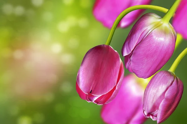 Roze en gele bloemen tulpen en narcissen — Stockfoto