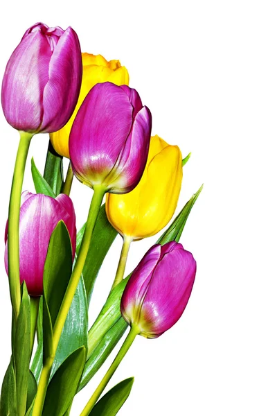 Flores tulipanes aislados sobre fondo blanco — Foto de Stock