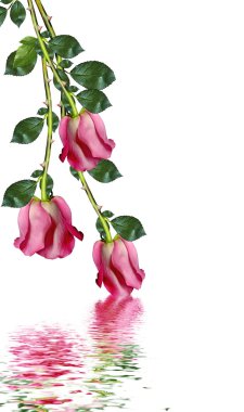 Beyaz arkaplanda kırmızı güller