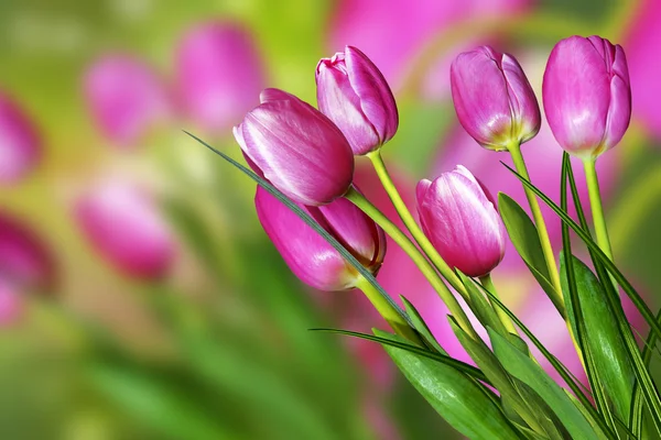 Rosa och gula blommor tulpaner och påskliljor — Stockfoto