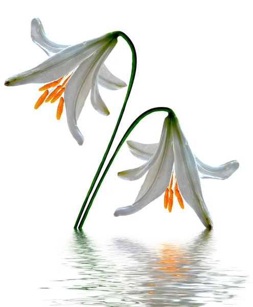 Liliom virágok elszigetelt fehér háttér — Stock Fotó