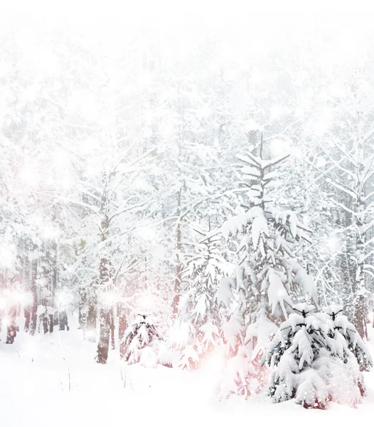 Winter forest — Stock Photo, Image