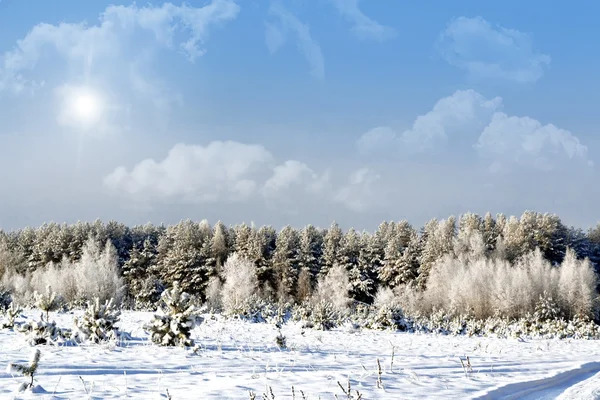 Kış orman. Kış manzarası. — Stok fotoğraf