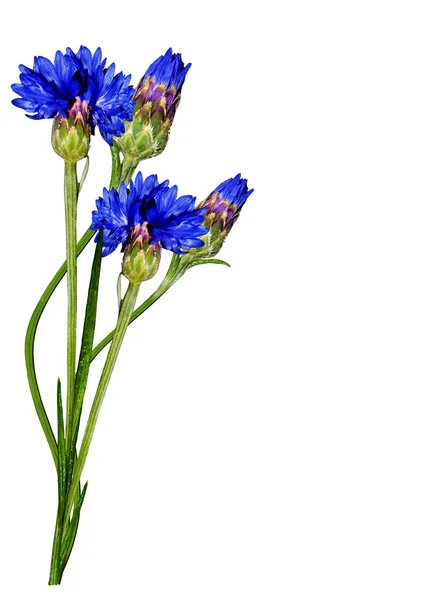 Flowers cornflowers isolated on white background — Stock Photo, Image