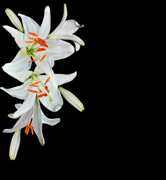 White lily flower on a black background — Stock Photo, Image