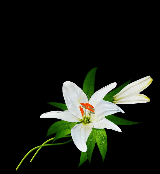 White lily flower on a black background — Stock Photo, Image