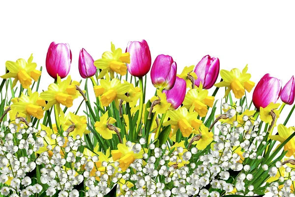 Fiori rosa e gialli tulipani e narcisi — Foto Stock