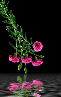 siyah arka plan üzerine izole karanfil çiçek