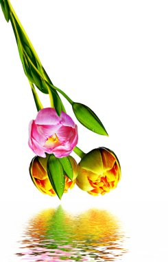 Beyaz arka plan üzerinde izole Hollanda Lale