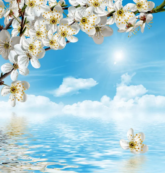 Rama de los cerezos florece contra el cielo azul con nubes —  Fotos de Stock