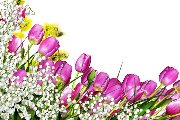 Tulpen bloemen geïsoleerd op witte achtergrond — Stockfoto