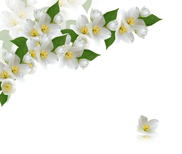 Flowers jasmine — Stock Photo, Image