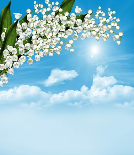 The branch of white flowers lily of the valley on a background o — Stock Photo, Image