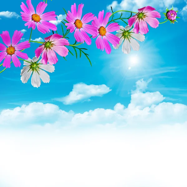 Kosmos blommor på en bakgrund av blå himmel med moln — Stockfoto