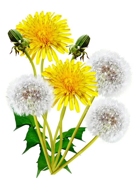 Flores de primavera dientes de león —  Fotos de Stock