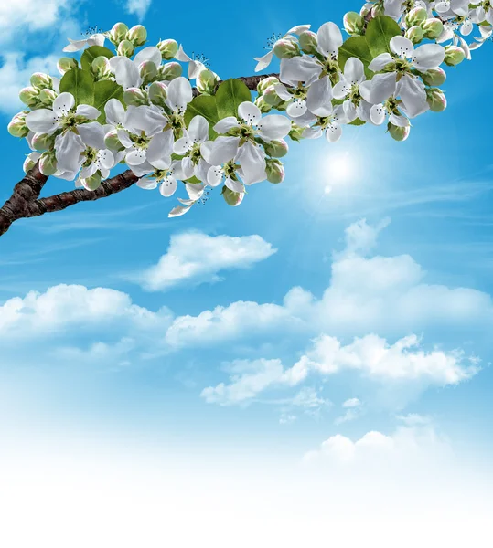 Branch of the cherry blossoms against the blue sky with clouds — Stock Photo, Image