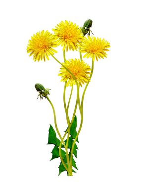 bahar çiçekleri karahindiba