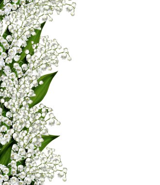 lilyum beyaz bac izole Vadisi çiçek şube