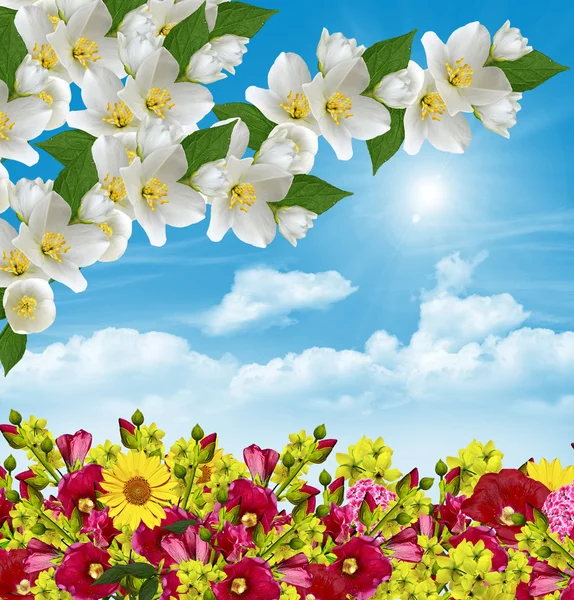 Ramo di fiori di gelsomino su uno sfondo di cielo blu con nube — Foto Stock