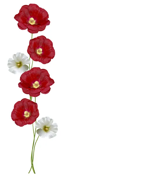 Flores de malva isoladas no fundo branco — Fotografia de Stock