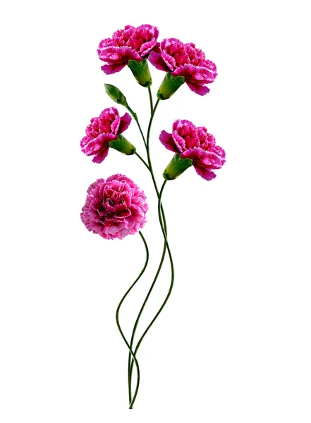 Carnation flowers — Stock Photo, Image